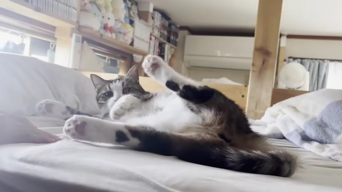 転がって仰向けになった猫