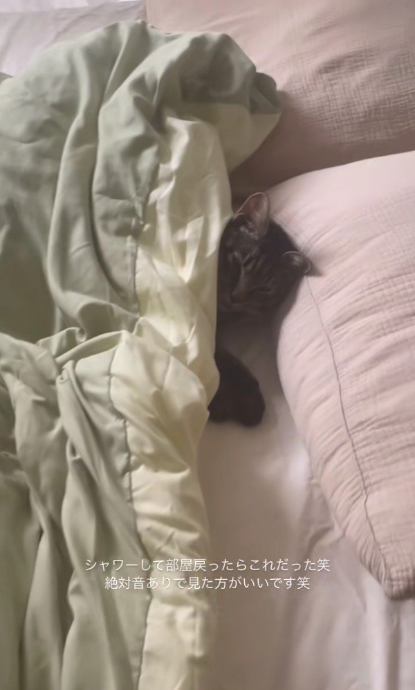 ベッドで寝ている五右衛門くん