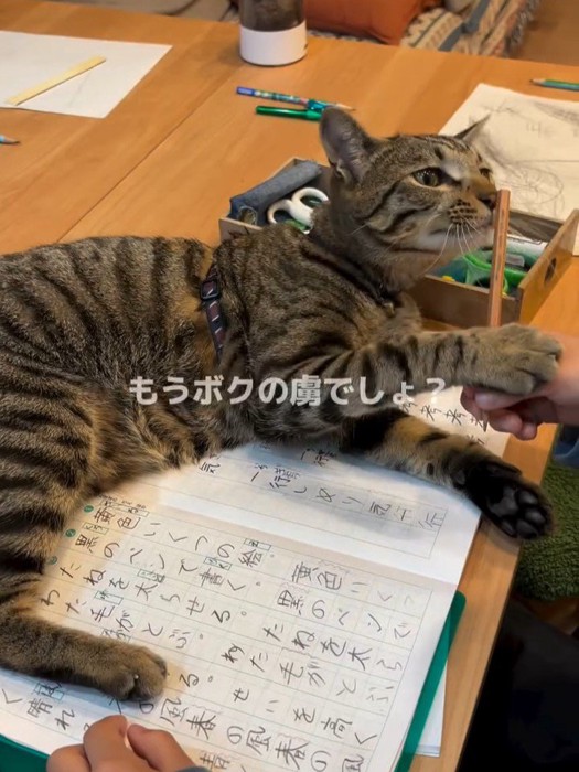 ノートの上に乗る猫
