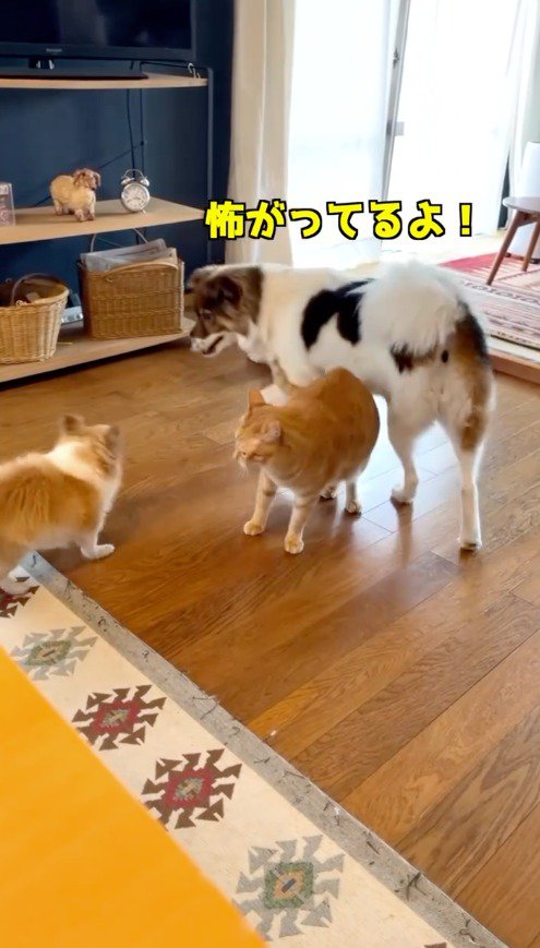 猫の近くにやってきた中型犬
