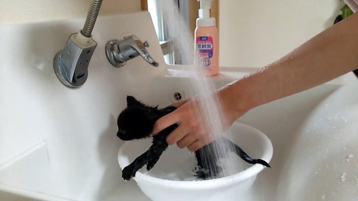 洗面器の中でパパに洗われる子猫