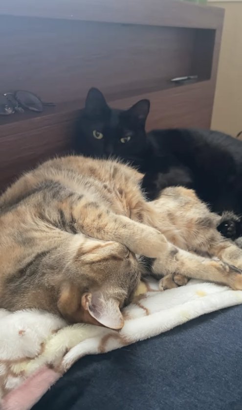 ベッドにいる2匹の猫
