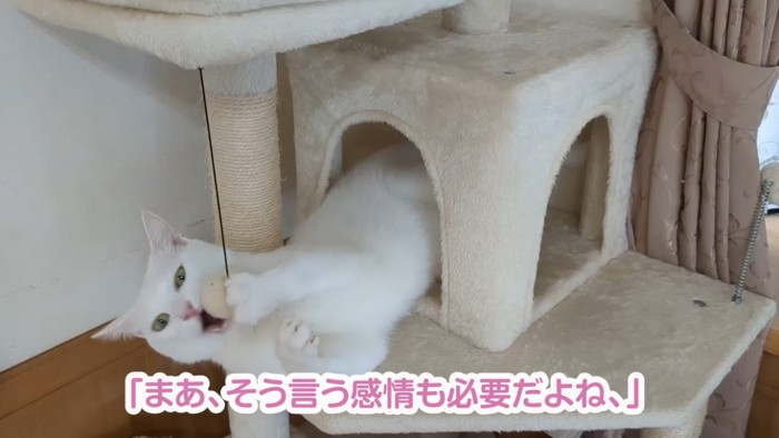 キャットタワーの鼠のおもちゃで遊ぶ白猫