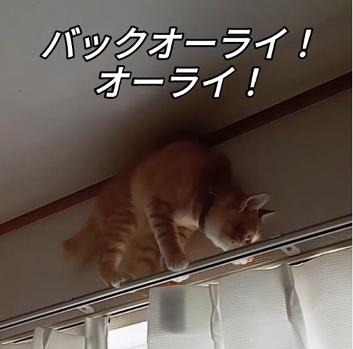 カーテンレールの上の猫2