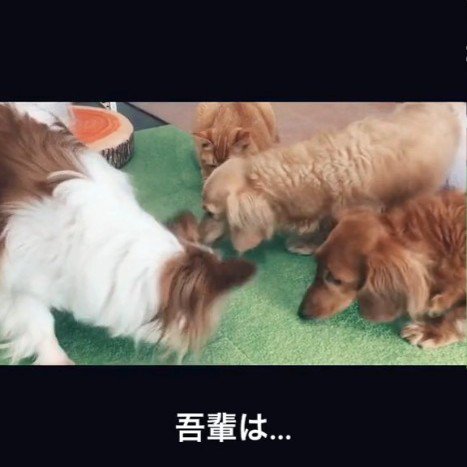 猫の前にいる犬