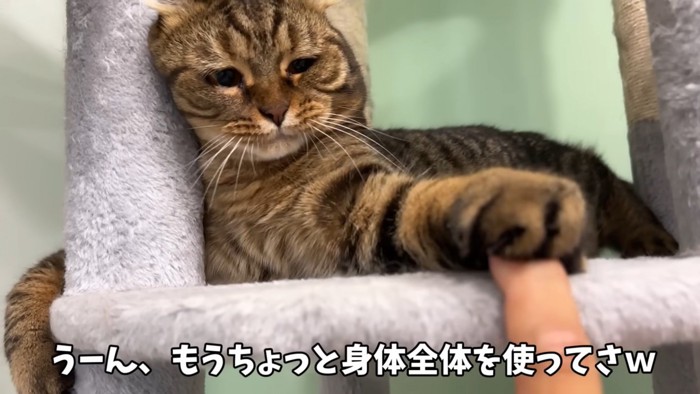 指を掴む猫