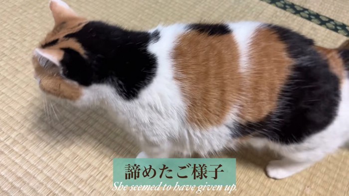 歩く猫