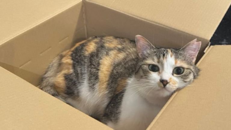 箱の中にいる猫