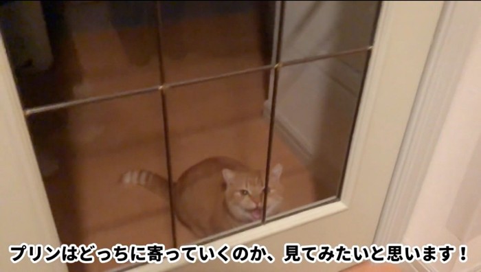 扉の向こうから男性と女性を見て鳴く猫