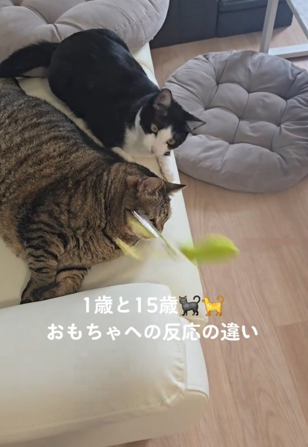 おもちゃを見るるるくん