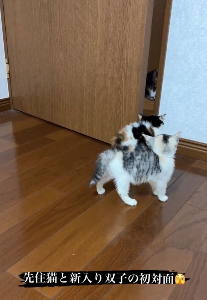 毛を逆立てる赤ちゃん猫