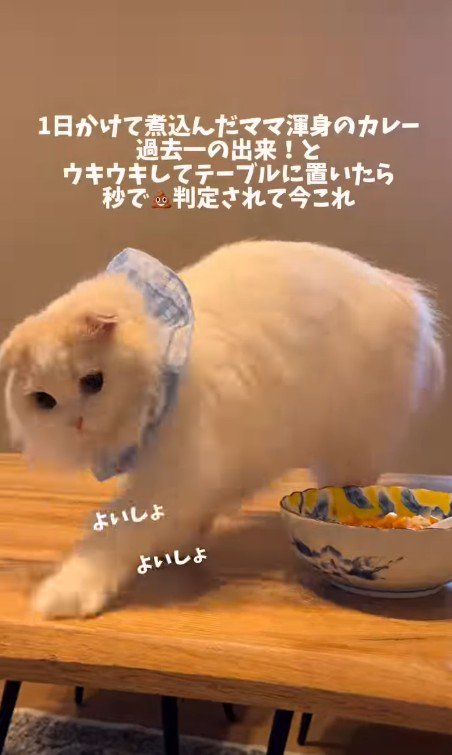 砂をかける仕草をする猫