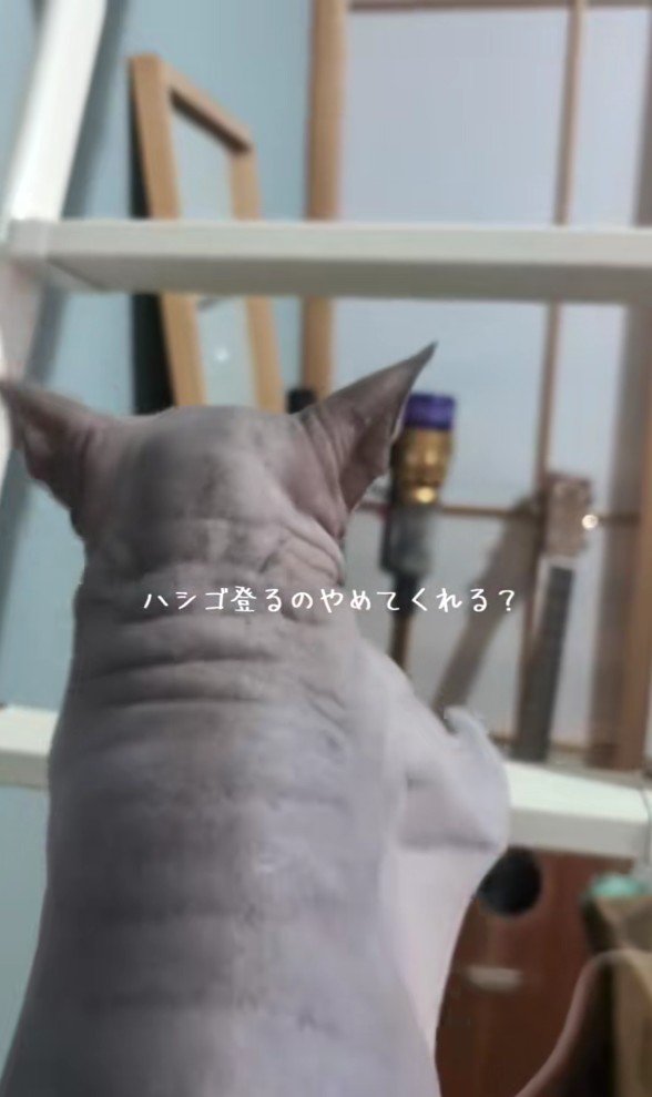 ハシゴを登るスフィンクス