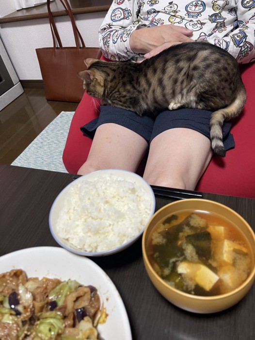 飼い主の膝の上に座り込む猫