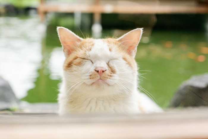 幸せそうな猫