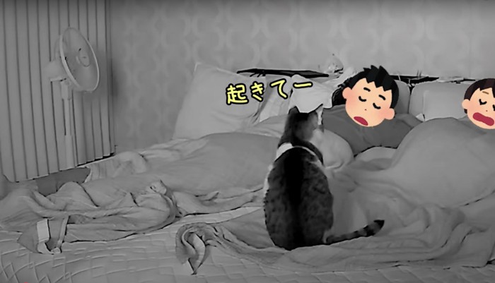 睡眠中の飼い主と猫