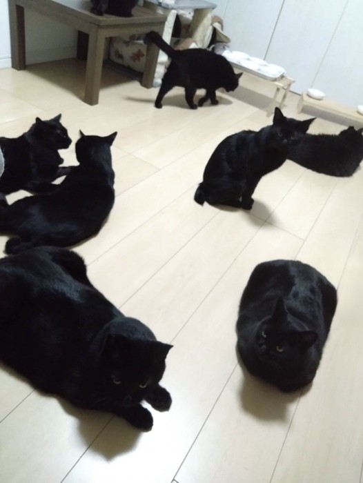 黒猫たちの後ろ姿