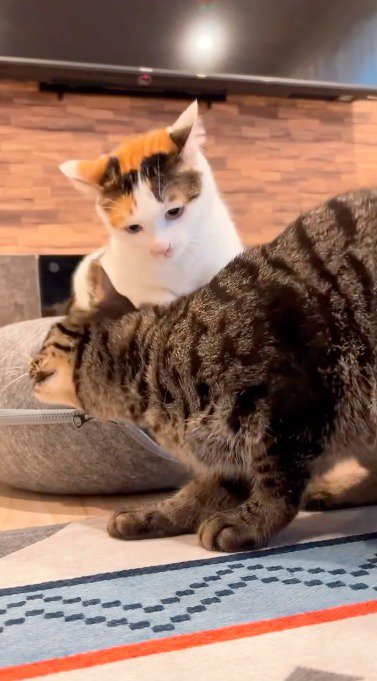 三毛猫の腕から抜け出したキジトラ猫