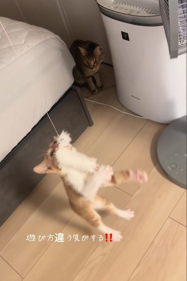 隅から見ているうーろんちゃん