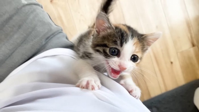 鳴きながら登る子猫