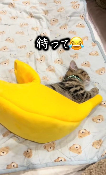 バナナ型のクッションに入って寝る猫