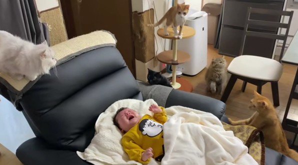 泣いている赤ちゃんと猫たち