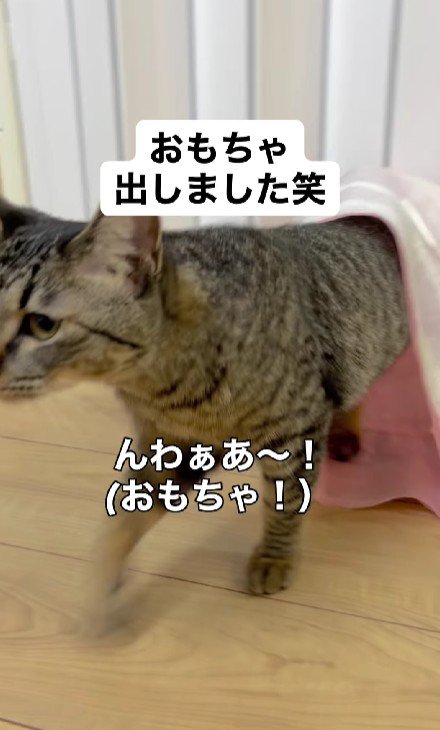 袋から出てくる猫