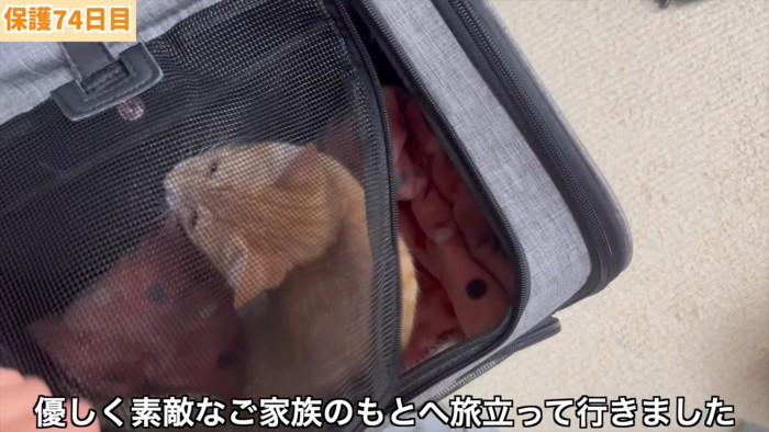 キャリーの中の子猫