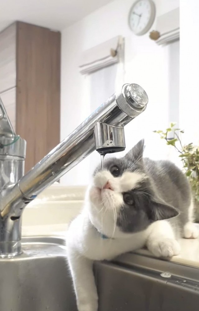 蛇口から水を飲むブリティッシュショートヘア