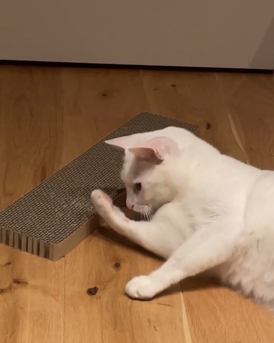 手を見つめる猫