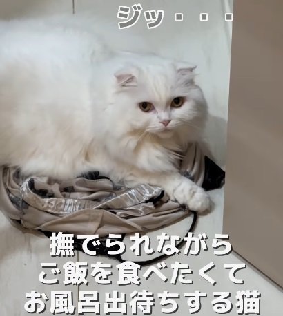 扉の前でカメラ目線で伏せる猫