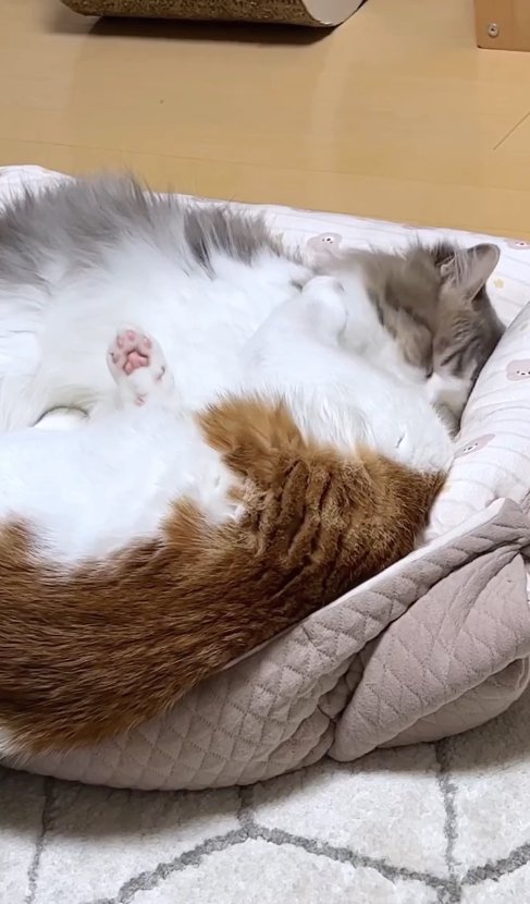 猫ベッドに2匹で入っている猫