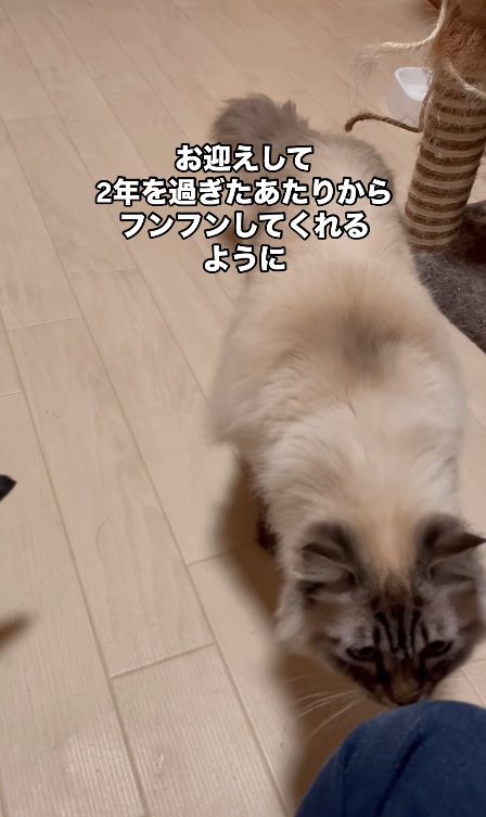 膝の匂いを嗅ぐ猫