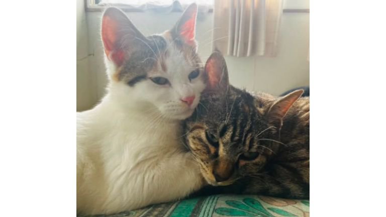 室内にいる猫