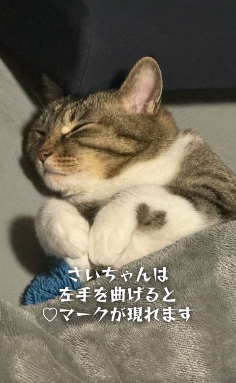 両前足を曲げて寝ている猫