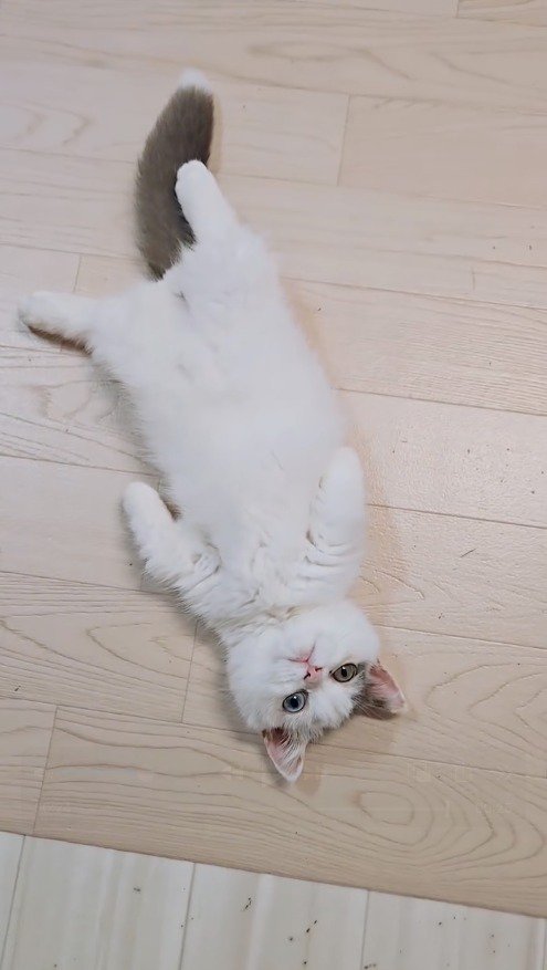 仰向けになって飼い主を見つめる猫