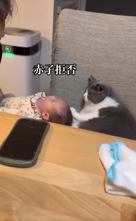 赤ちゃんの頭に前足を添えている猫