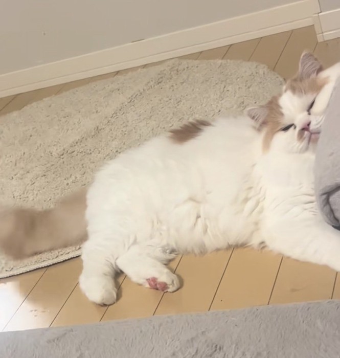不満そうな猫