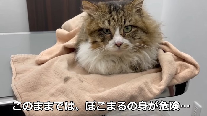 動物病院にいる猫