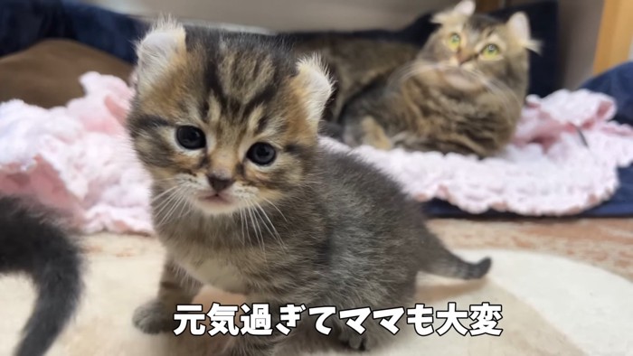 子猫の奥にいるママ猫