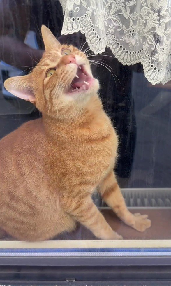 窓の向こうの猫