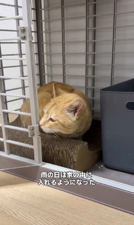 ケージの中の猫