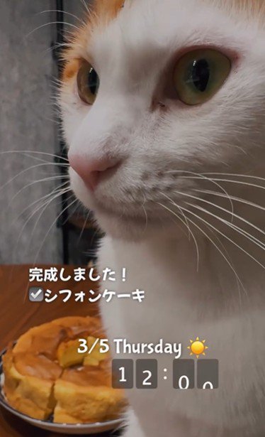 ケーキの近くに座っている猫