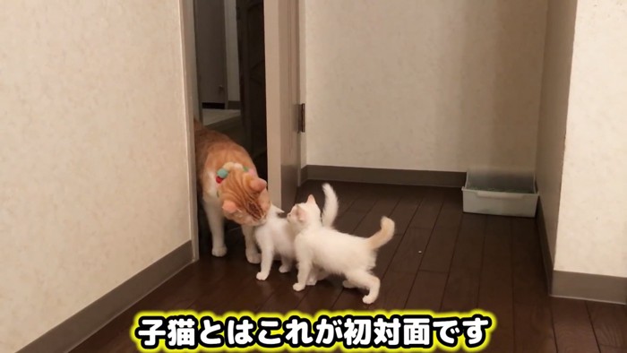 部屋に入ってきて子猫と対面する成猫