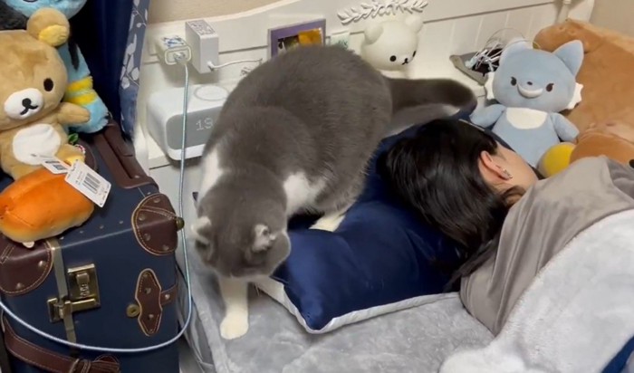 ベッドの上を歩く猫