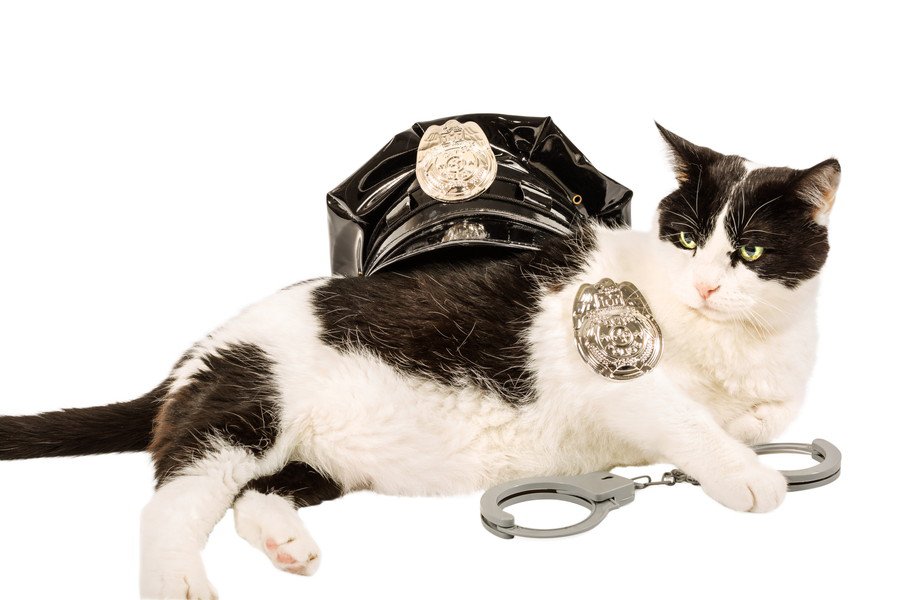 警察の帽子と猫