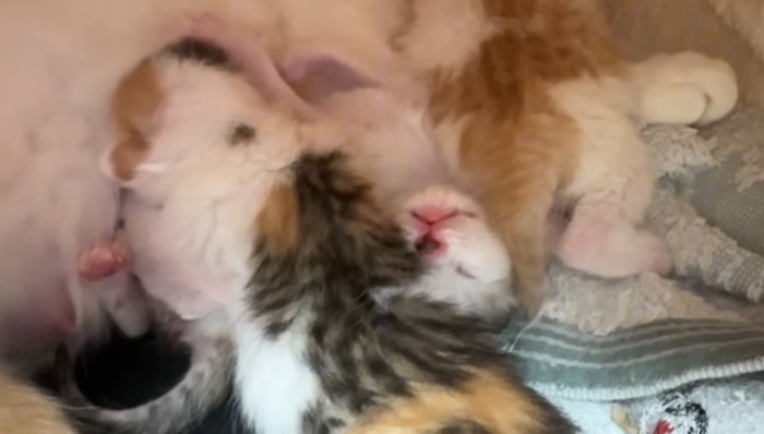 熟睡する赤ちゃん猫達