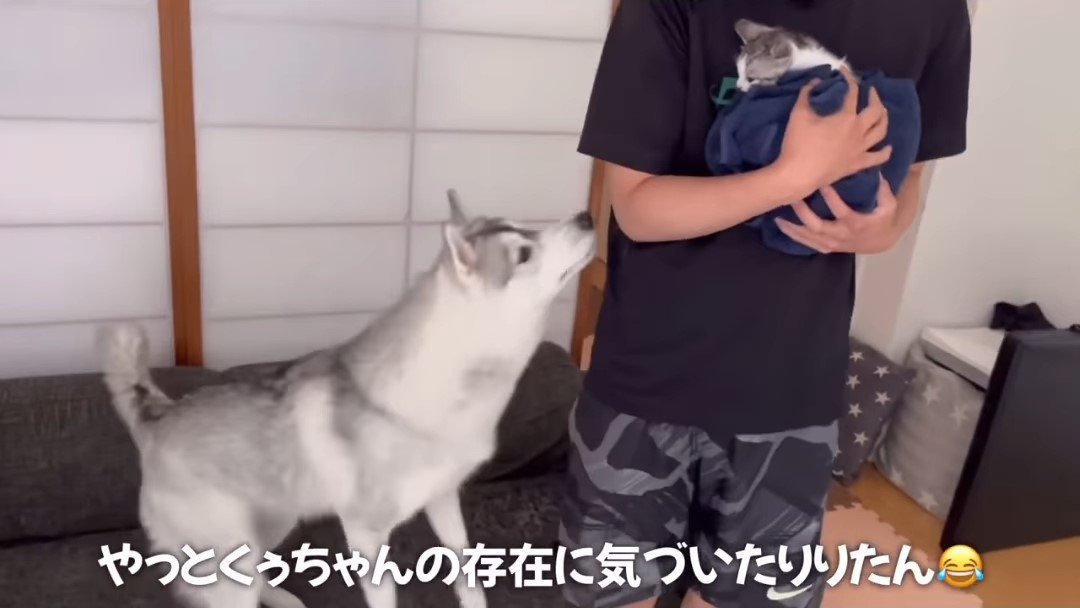 人に近づく犬