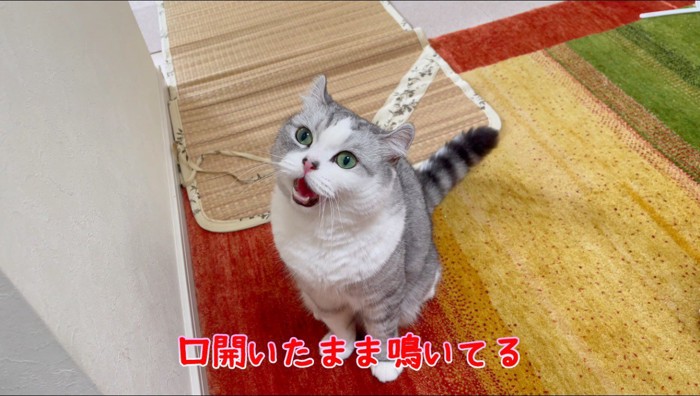 口を開いたまま女性を見上げる猫
