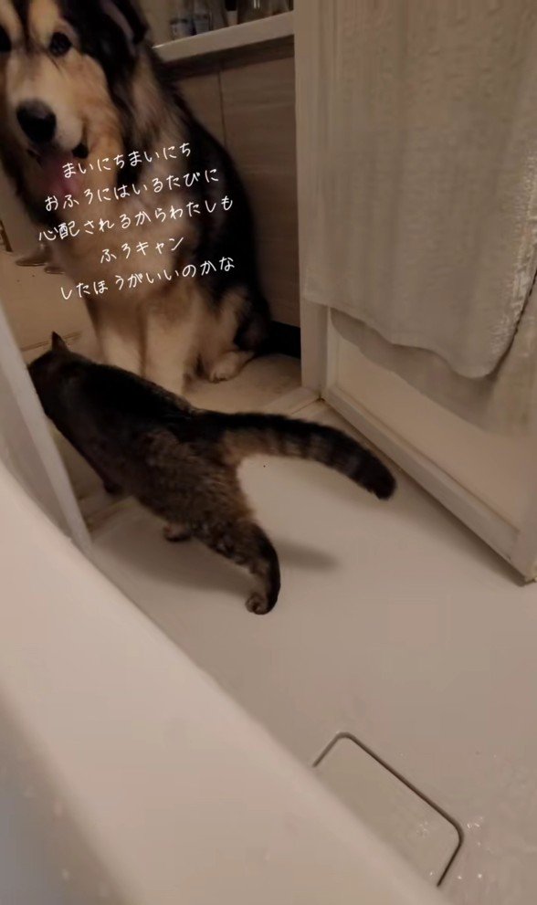 お風呂場から出ていく猫